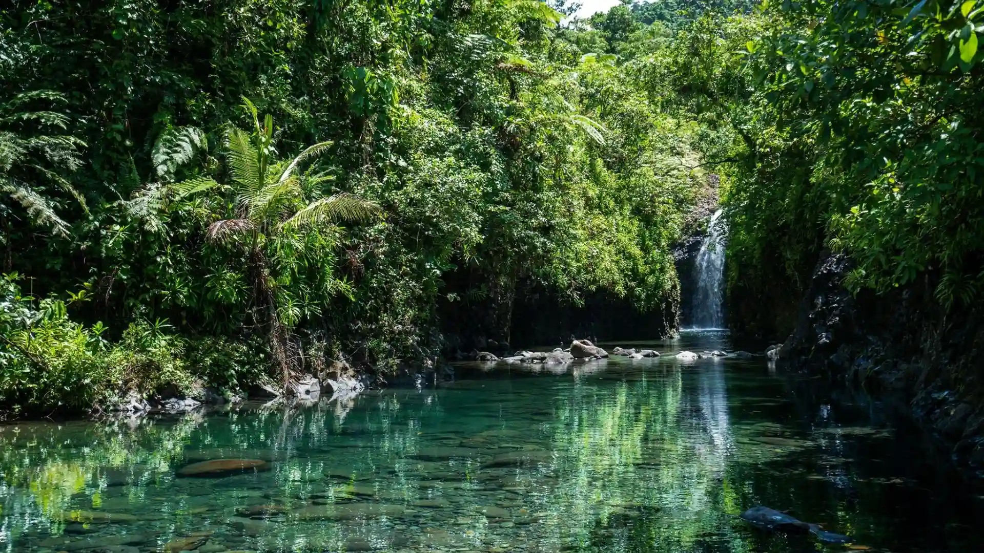 Pristine rainforest canopy and cascading waterfall in Bouma National Heritage Park with native birds and lush vegetation