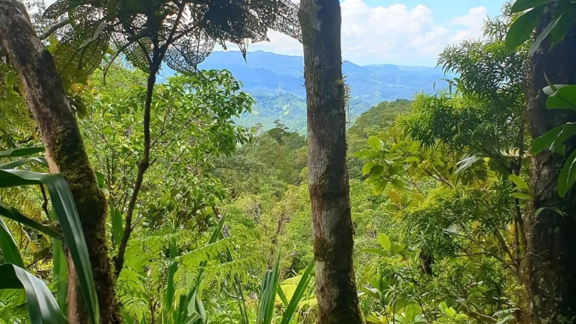 Ancient rainforest canopy and pristine waterfalls at Waisali Rainforest Reserve