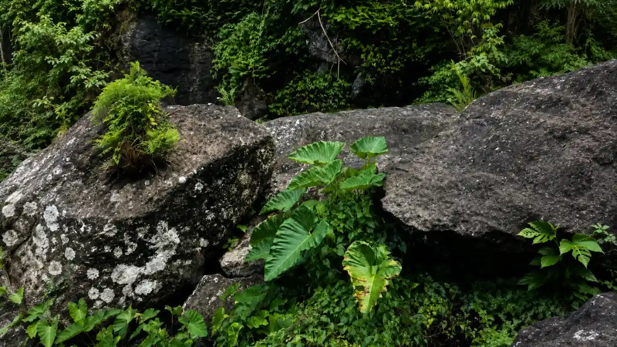 TAEP Fiji Indigenous Community & Nature Experiences 3